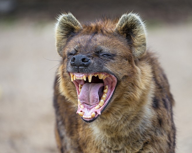 高清鬣狗