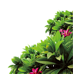 植物类 png