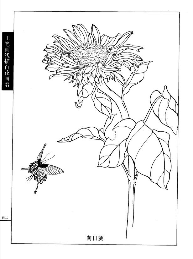 花卉白描-花瓣网|陪你做生活的设计师 工笔画线描花卉画谱(荷花篇)