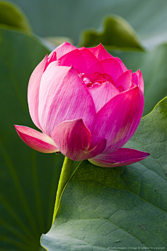 莲花心语