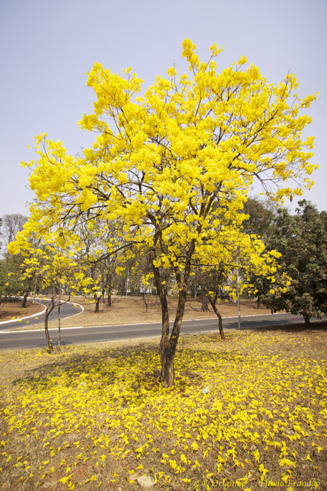 黄花风铃木