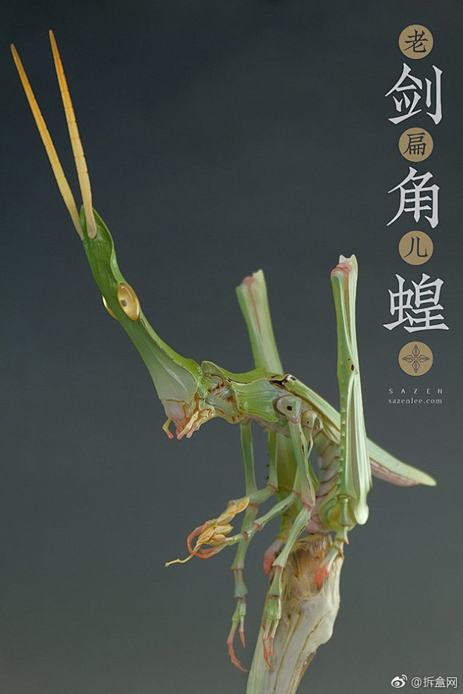 sazen原创作品《剑角蝗~老扁儿》涂装完成品,中国常见昆虫中华剑角蝗