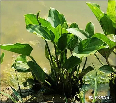 多年生水生草本挺水植物