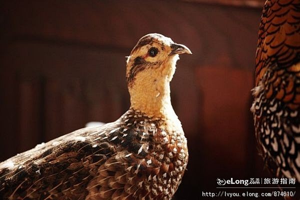 【法国】静谧的法国乡村, 小鹏旅游攻略