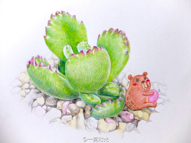 手绘多肉植物水彩彩铅油画插画手捧花桃蛋吉娃娃熊童子熊掌碧光环花环