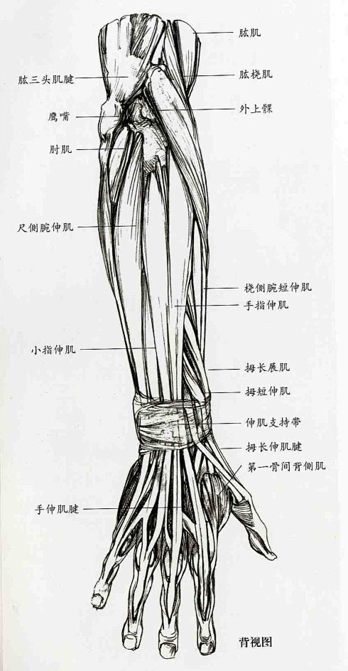 解剖-上肢-骨骼肌肉