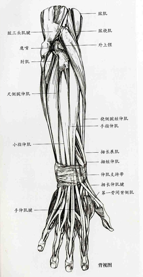 解剖上肢骨骼肌肉