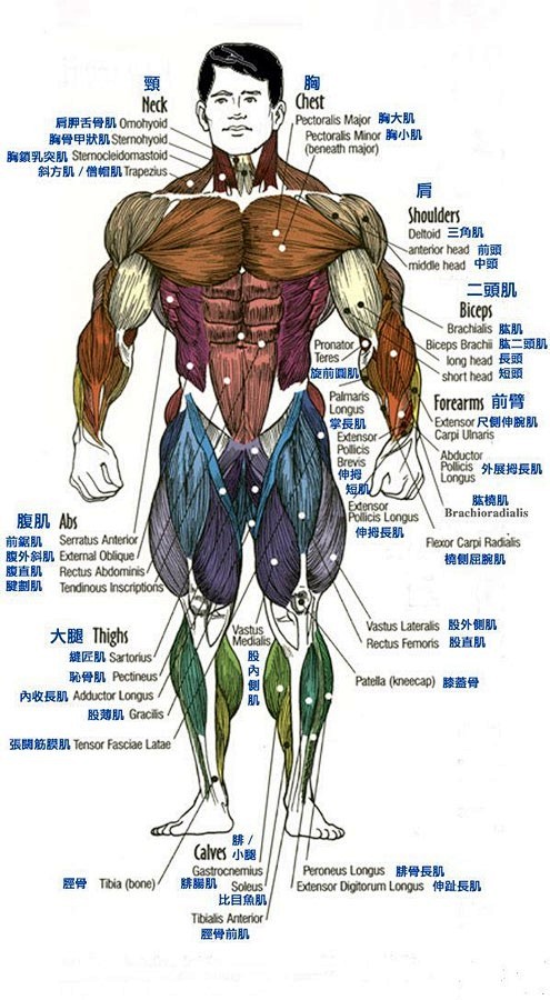 肌肉人体