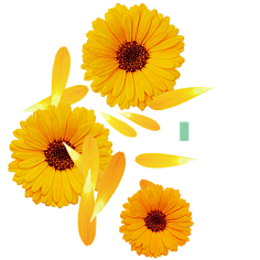 金盏花