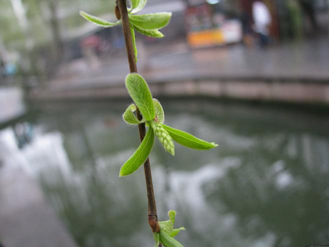 春天的柳树芽