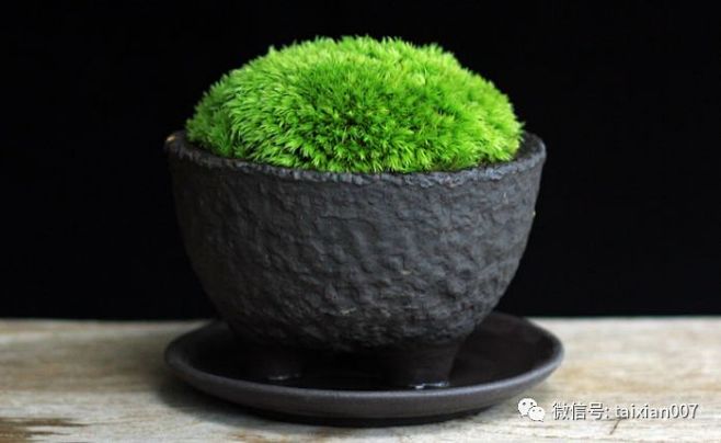 禅意青苔让盆景更诗意点击方苔藓绿植是家中必不可少的装饰物在茶室或