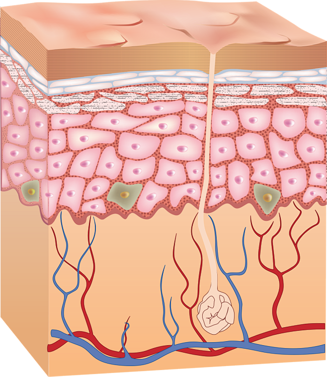 皮肤层结构皮肤组织细胞组织保养png素材图片_模板下载(15.