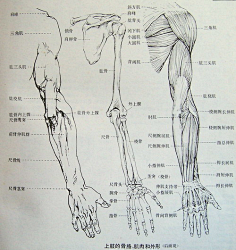 人体结构解剖-花瓣网|陪你做生活的设计师 速写基础练习参考素材