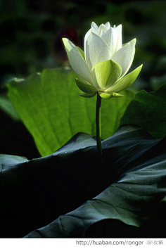 荷花——禅