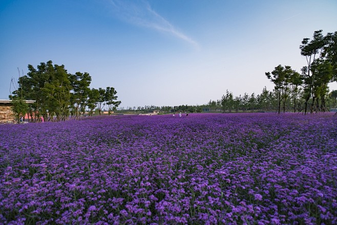 宿迁三台山衲田花海