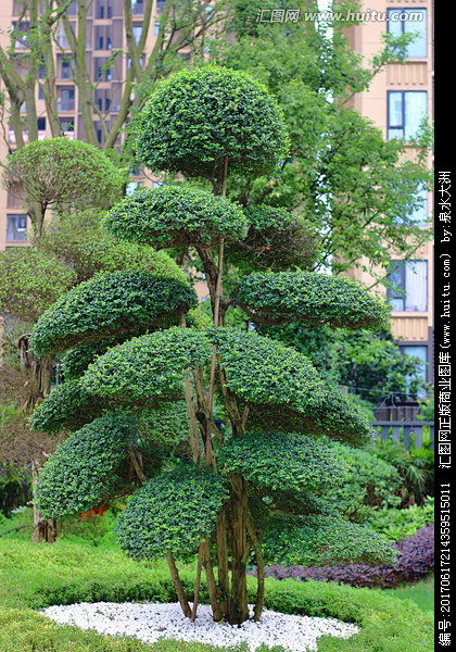 造型树