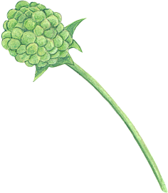 彩铅手绘花朵植物