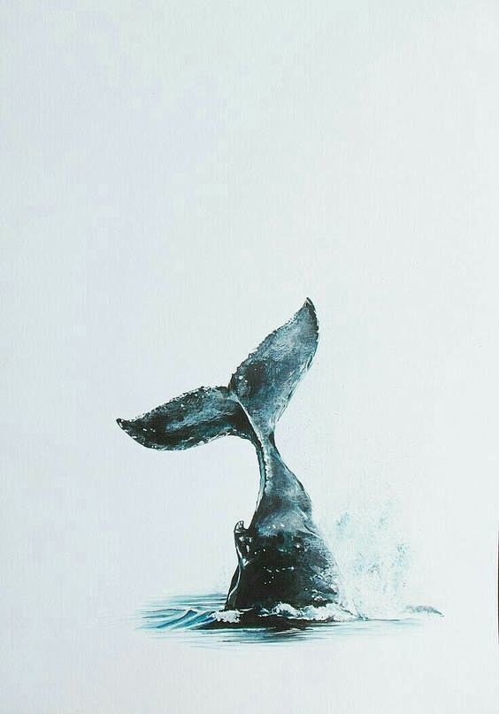 com hump back whale breaching in stormy seas with. 2 pinterest.