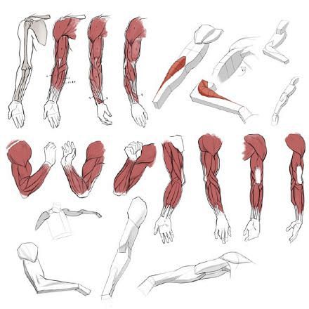 绘画参考人体结构之手臂画法各种角度的手臂参考图源来自网络搜集侵删