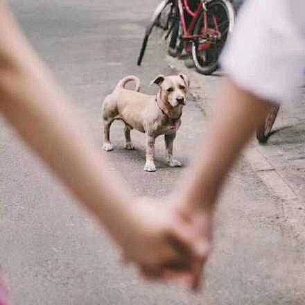 一脚踩死猫的熊采集到表情包