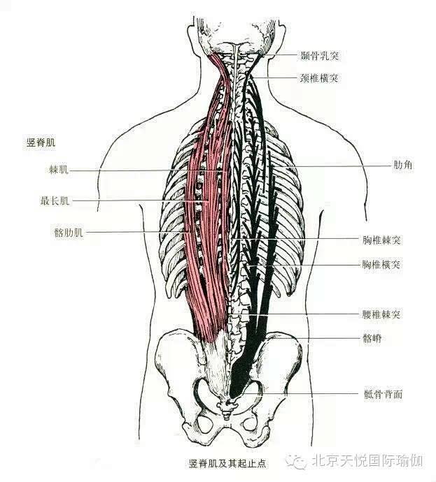 瑜伽老师必备人体上半身肌肉解剖套图值得收藏