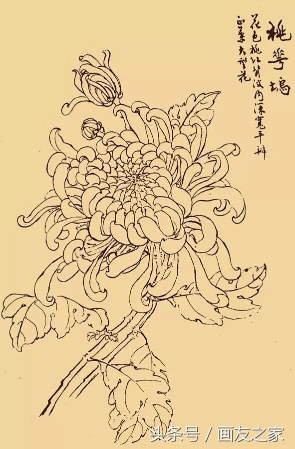 白描菊花