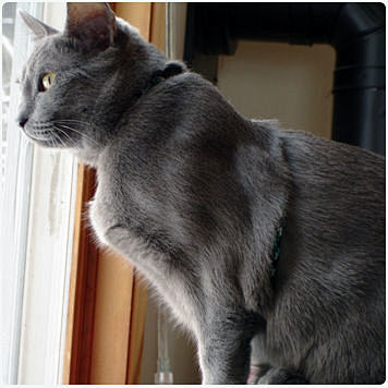 呵叻猫于1959年由泰国引入美国,并于1965年得