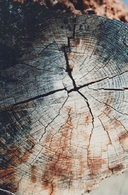 岁月的痕迹年轮