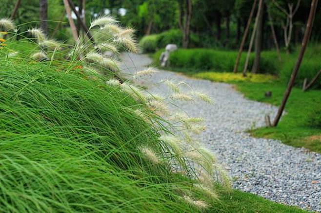 白美人狼尾草 pennisetumvillosum longistylum 禾本科狼尾草属 多