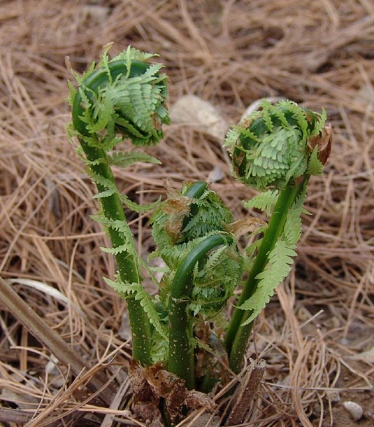 菜含丰富的蛋白质脂肪碳水化合物和多种维生素是长白山著名的山野菜
