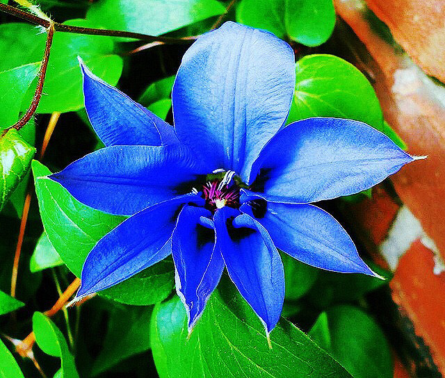 清新=淡雅采集到花朵