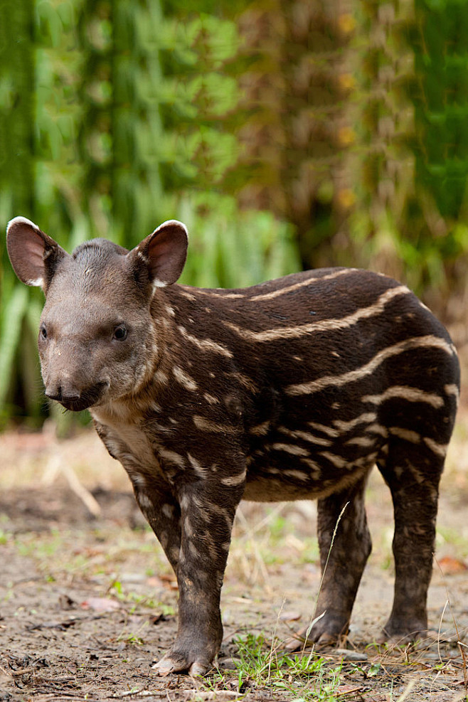 奇蹄目角型亚目貘科南美貘幼崽