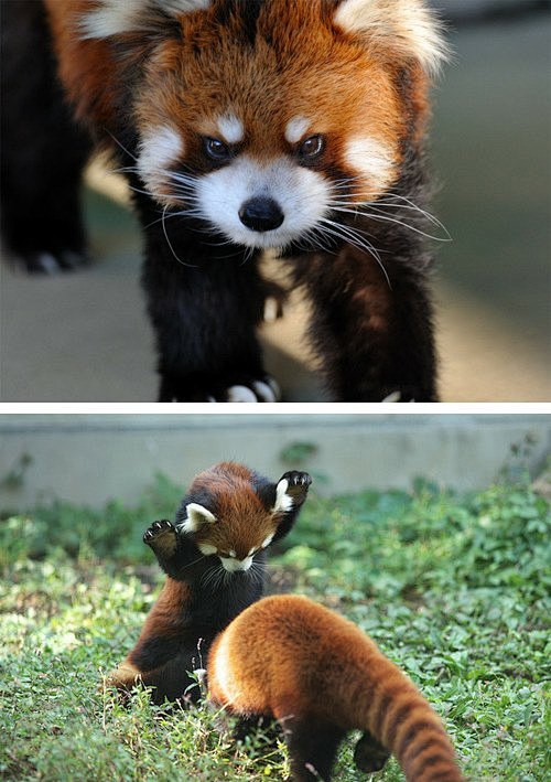 abcjouny从j酱瓜酱转采于2015-09-08 18:08:21小浣熊兽类,怪物abc