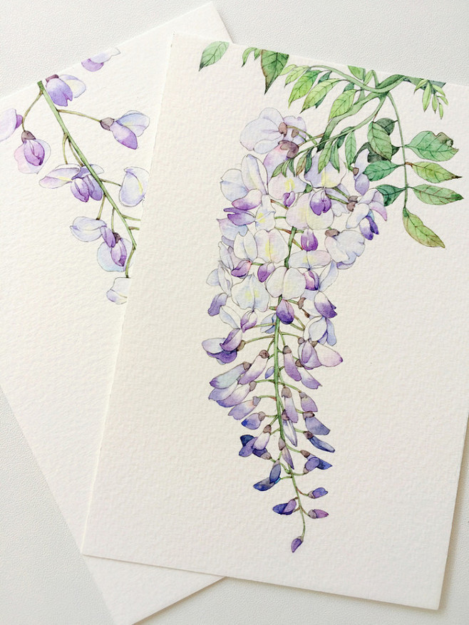 紫藤萝水彩图片