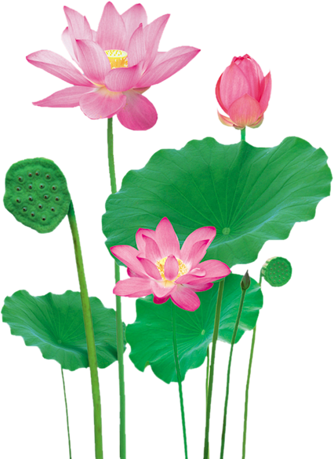 高清png图片荷花莲花png免抠素材