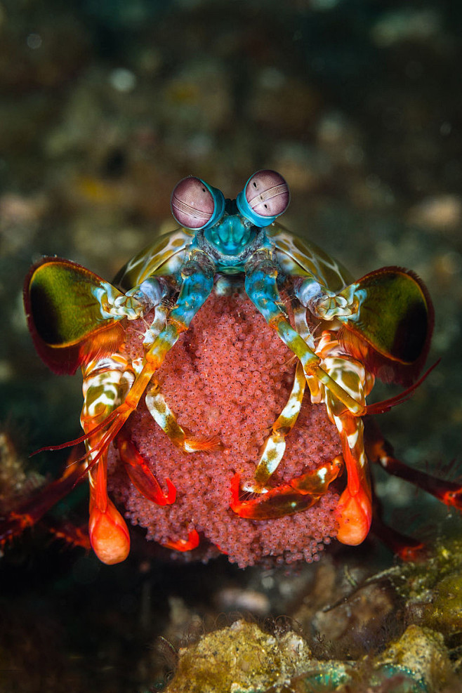 螳螂虾的图片大全图片