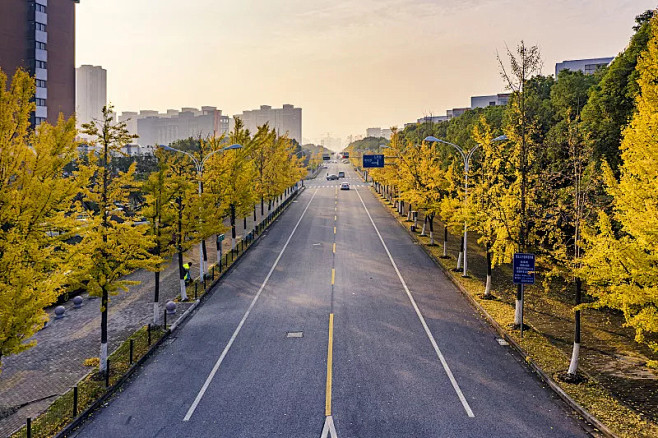 银杏道路图片素材idvcg211308460561