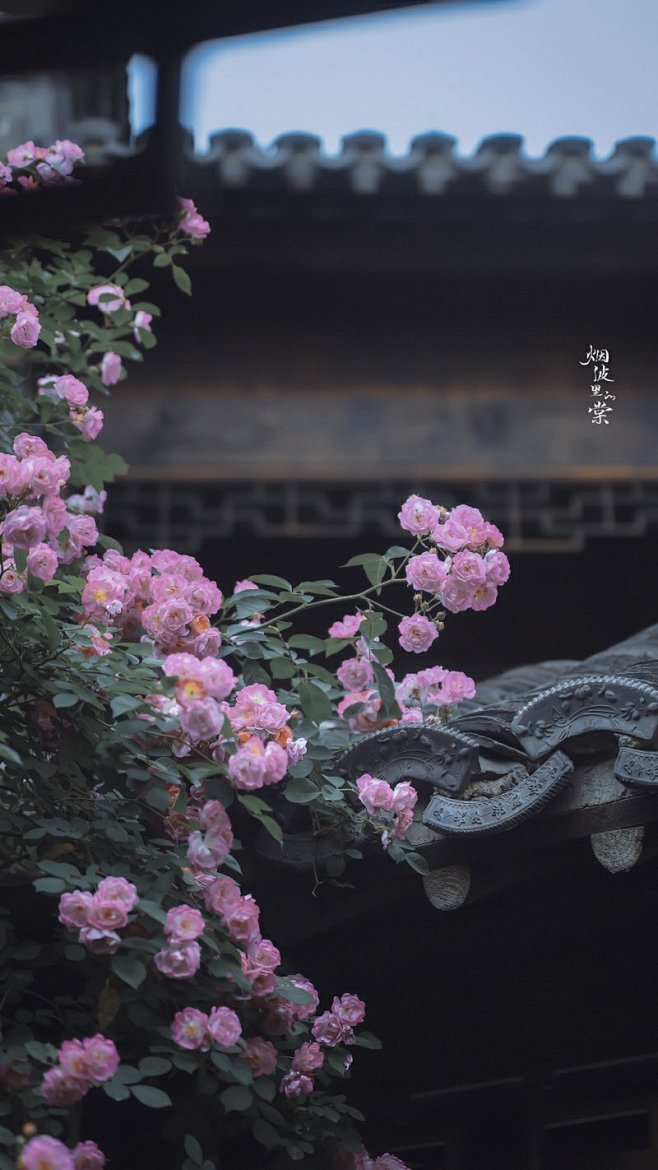 『沉眠』从my小草儿转采于2021-02-10 22:19:08#春天摄影大赛# #遇见