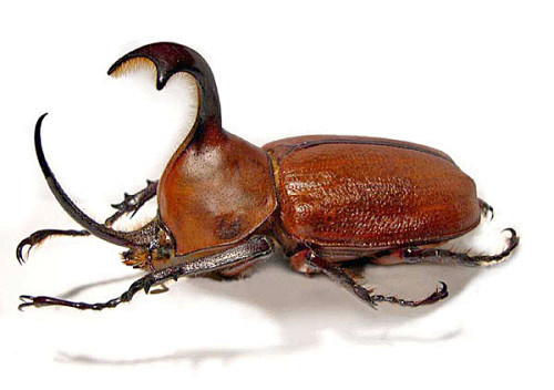 rhinocerous beetle (.