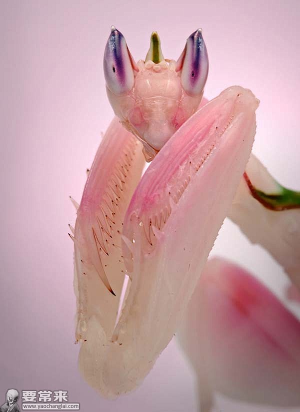 自然界里的美人兰花螳螂