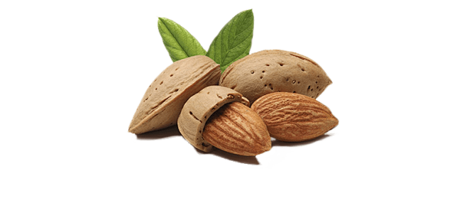 almondpng