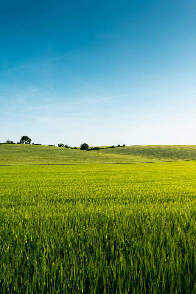 download beautiful green wheat field free stock photo