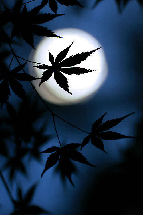 想不出呀采集到好看的图片--小图