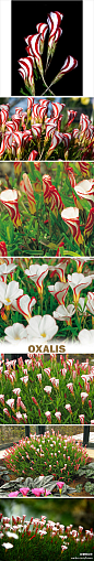 【双色酢浆草：阿尔卑斯糖】双色酢浆草Oxalis versicolor是我们草地上常见的黄花酢浆草（酸咪咪）的亲戚，它最美的时刻就是将开未开的时候。盛开时，红色的花纹就被翻到了下面看不见了。这种花网上就有卖的，可以种来试试看~