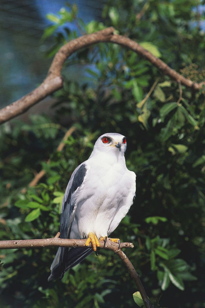 鹰形目鹰科黑翅鸢属黑肩鸢