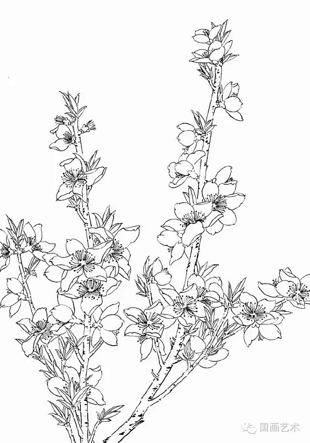 工笔线描桃花美