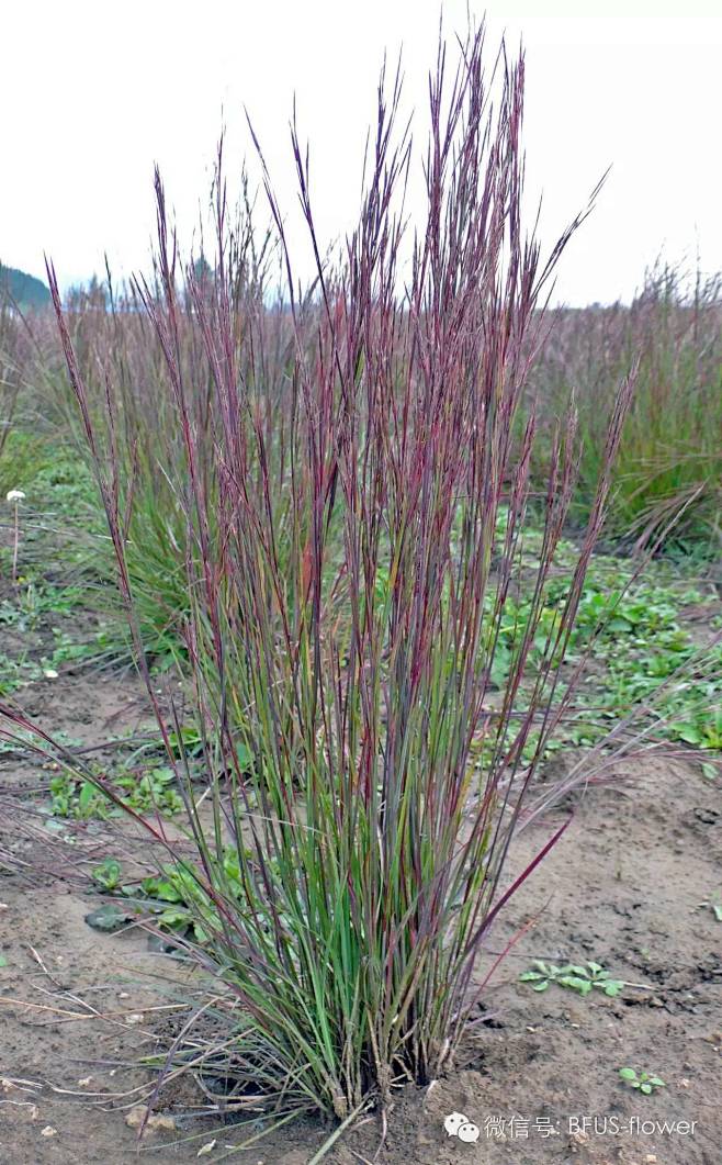 须芒草andropogonscoparius