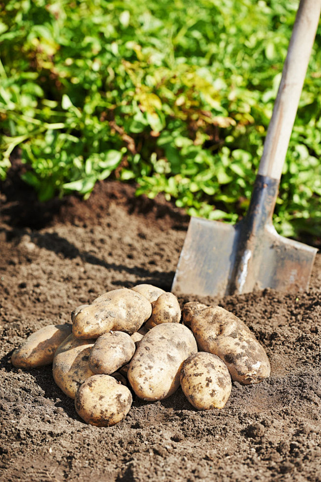铲子与土豆图片