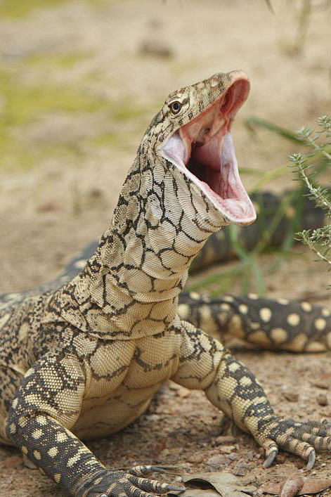 蜥蜴目蛇蜥亚目巨蜥科巨蜥属眼斑巨蜥
