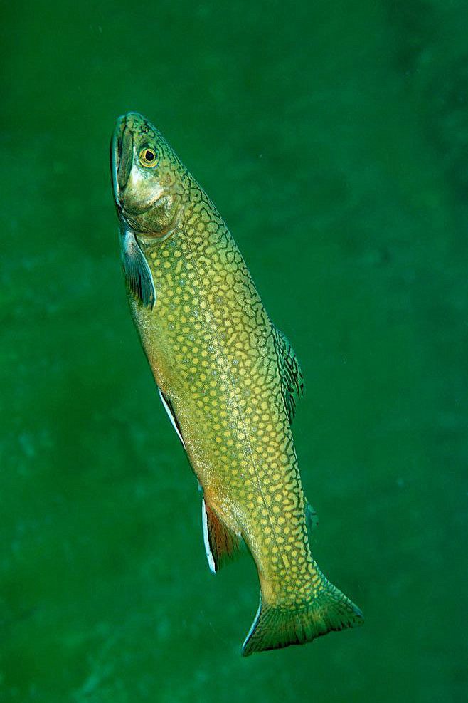 鲑形目鲑科鳟鱼